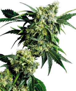 Foto Mr nice g13* hashplant regular 10 unidades sensi seeds