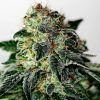 Foto Mystic Cookie Auto