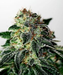 Foto Mystic Cookie Auto