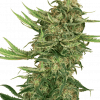 Foto N13 kush sensi seeds