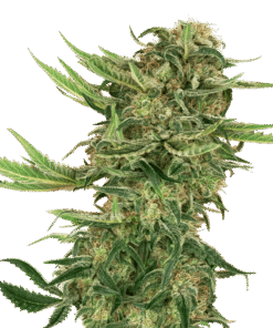 Foto N13 kush sensi seeds