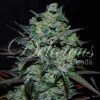 Foto Northern light blue thc free delicious