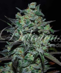 Foto Northern light blue thc free delicious