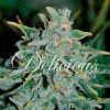 Foto Northern light blue auto 100% delicious