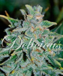 Foto Northern light blue auto 100% delicious