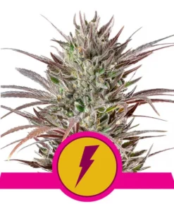 Foto North thunderfuck 100% royal queen seeds