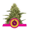 Foto Northern light 100% royal queen seeds