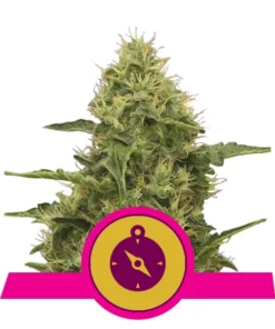 Foto Northern light 100% royal queen seeds