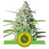 Foto Northern light automatic royal queen seeds