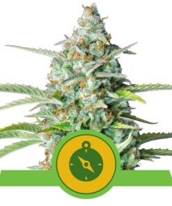 Foto Northern light automatic royal queen seeds