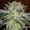Foto Northern light blue 100% delicious