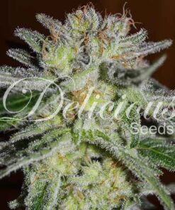 Foto Northern light blue 100% delicious