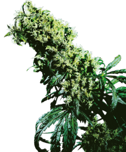 Foto Northern lights 5 x haze 100% sensi seeds