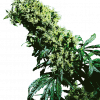 Foto Northern lights 5 x haze reg 10 unidades sensi seeds