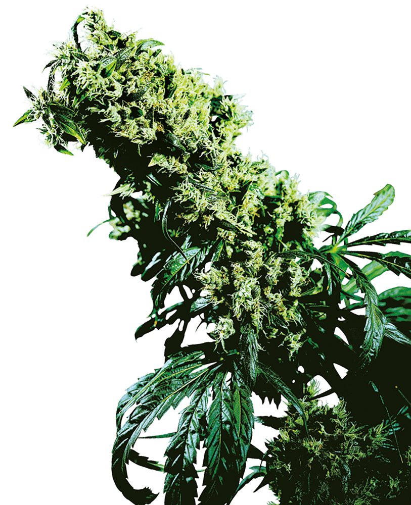 Foto Northern lights 5 x haze reg 10 unidades sensi seeds
