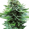 Foto Northern lights auto sensi seeds