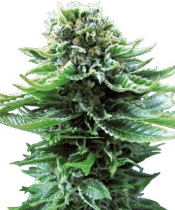 Foto Northern lights auto sensi seeds