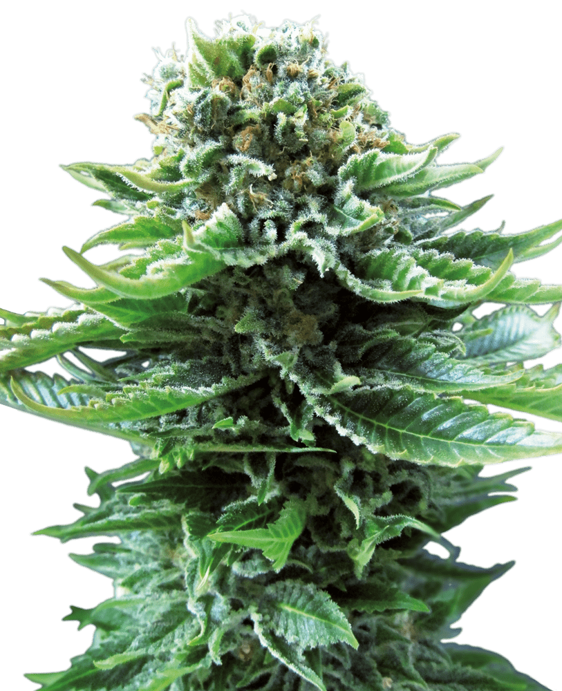 Northern lights auto sensi seeds Foto Northern lights auto sensi seeds