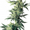 Foto Northern light 100% sensi seeds