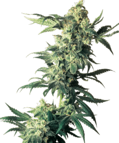 Foto Northern light 100% sensi seeds