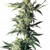 Foto Northern lights regular 10 unidades sensi seeds