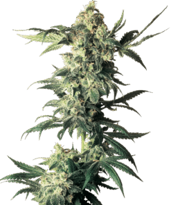 Foto Northern lights regular 10 unidades sensi seeds