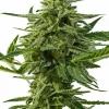 Foto Northern haze auto positronics