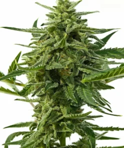 Foto Northern haze auto positronics