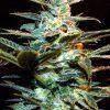 Foto Nyc diesel 100% sweet seeds