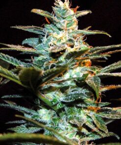 Foto Nyc diesel 100% sweet seeds