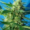 Foto Nyc diesel auto sweet seeds