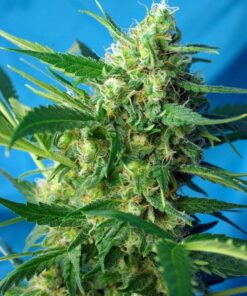 Foto Nyc diesel auto sweet seeds