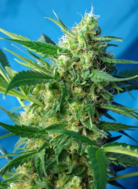 Nyc diesel auto sweet seeds Foto Nyc diesel auto sweet seeds