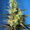 Foto Nyc diesel cbd 100% sweet seeds