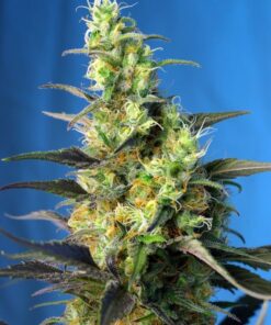 Foto Nyc diesel cbd 100% sweet seeds