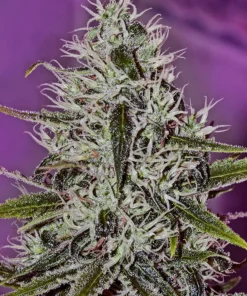 Foto One love haze positronics