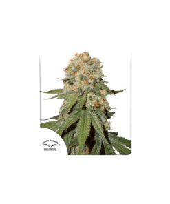 Foto Orange bud 100% dutch passion