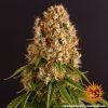 Foto Orange sherbert 100% barney's farm seeds