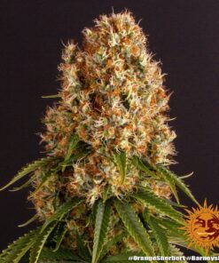 Foto Orange sherbert 100% barney's farm seeds