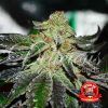 Foto Original juan herer regular delicious