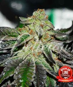 Foto Original juan herer regular delicious