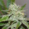 Foto Original juan herer 100% delicious