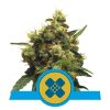 Foto Painkiller xl cbd 100% royal queen seeds