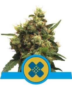 Foto Painkiller xl cbd 100% royal queen seeds
