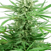 Foto Papi chulo og feminizada sensi seeds