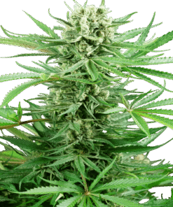 Foto Papi chulo og feminizada sensi seeds