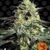 Foto Peyote cookies 100% barney's farm seeds