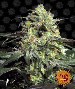 Foto Peyote cookies 100% barney's farm seeds