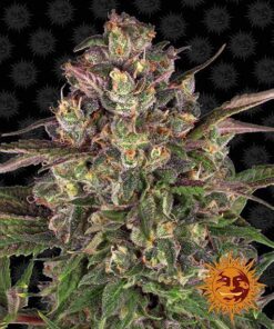 Foto Peyote critical 100% barney's farm seeds