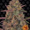 Foto Pineapple chunk 100% barney's farm seeds